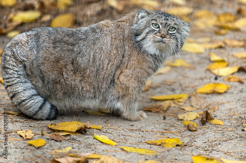 Pallas's cat (Otocolobus manul). Manul is living in the grasslands and montane steppes of Central Asia. Portrait of cute furry adult manul on the sand. Instinct to hunt photo