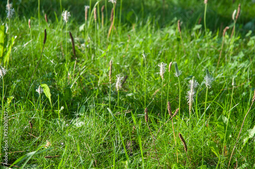 white flowering ribwort plantain in uncultivated meadow