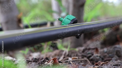 Drip irrigation for fruit plants