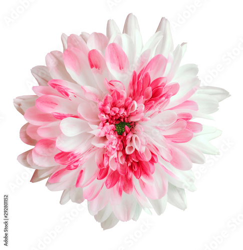 white and pink dahlia flower  white isolated background with clipping path.   Closeup.  no shadows.  For design.  Nature.