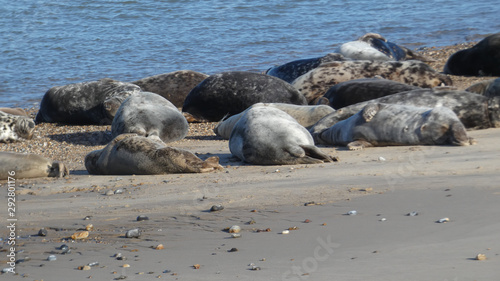 Grey Seals enjoying a lazy summer day in Horsey Bay Norfolk England