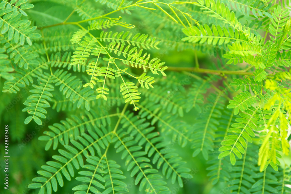 Tropical green palm closeup leaves background. Tropical green palm closeup leaves background.