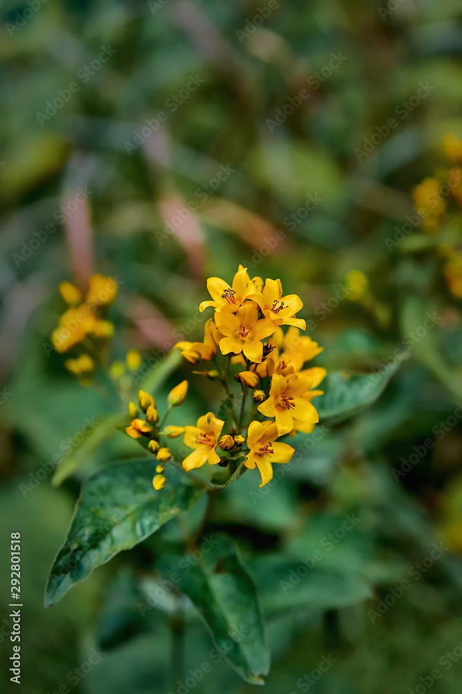 Beautiful yellow flowers close-up on green stems. Photo of flowers with shallow depth of field. Beautiful yellow flowers close-up on green stems. Photo of flowers with shallow depth of field.