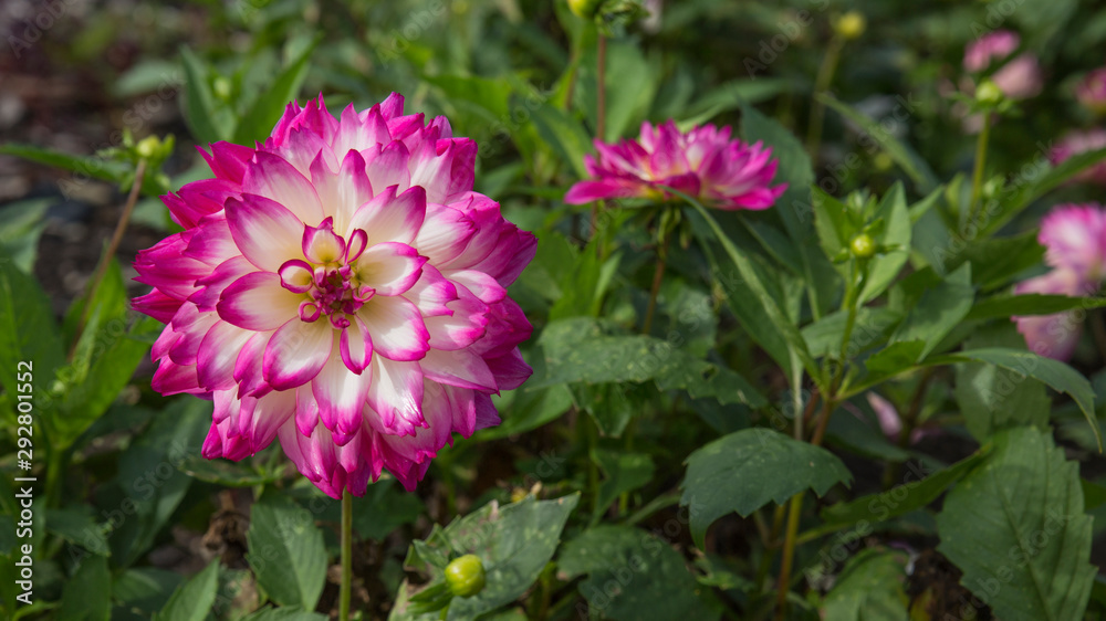 Red and white Dahlia Red and white Dahlia