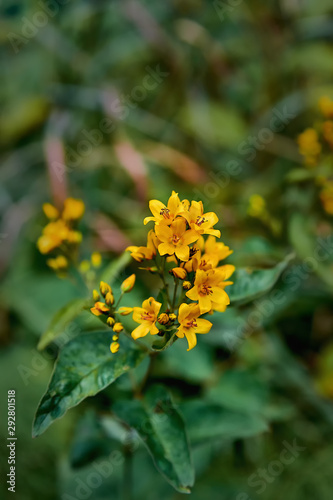 Beautiful yellow flowers close-up on green stems. Photo of flowers with shallow depth of field.