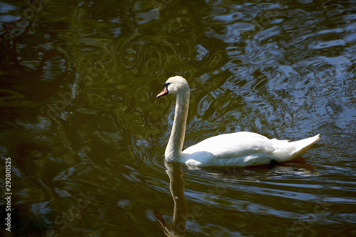 A white swan floats on a lake on a summer day. Wildlife  waterfowl.