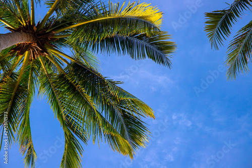 Green palm leaf on blue sky background. Optimistic tropical nature photo. Fluffy palm leaf on wind.