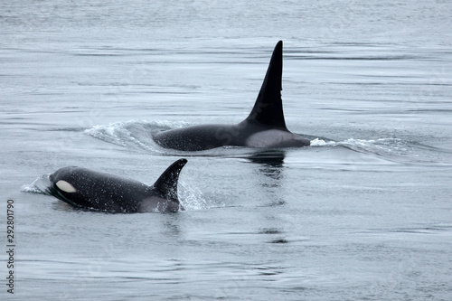 Orcas in freier Wildbahn vor Galiano Island, Kanada. Von Land aus fotografiert