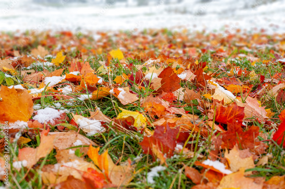 Close up autumn leaf with snow in the forest Close up autumn leaf with snow in the forest
