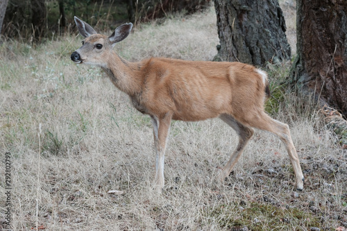 Reh in freier Wildbahn  fotografiert im Wald in Kanada