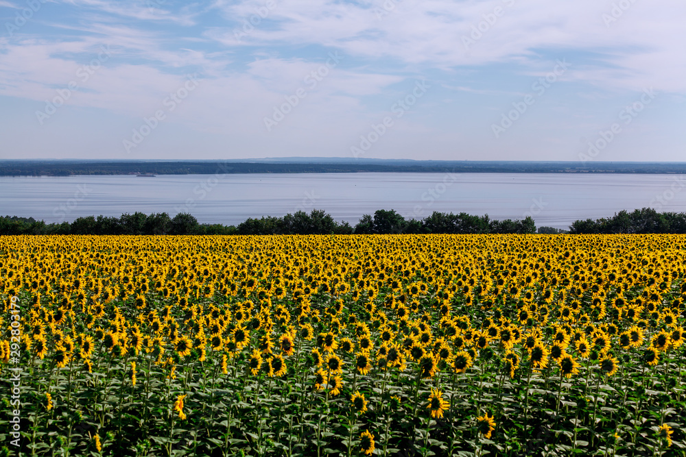 Field of yellow sunflowers on background of wide river