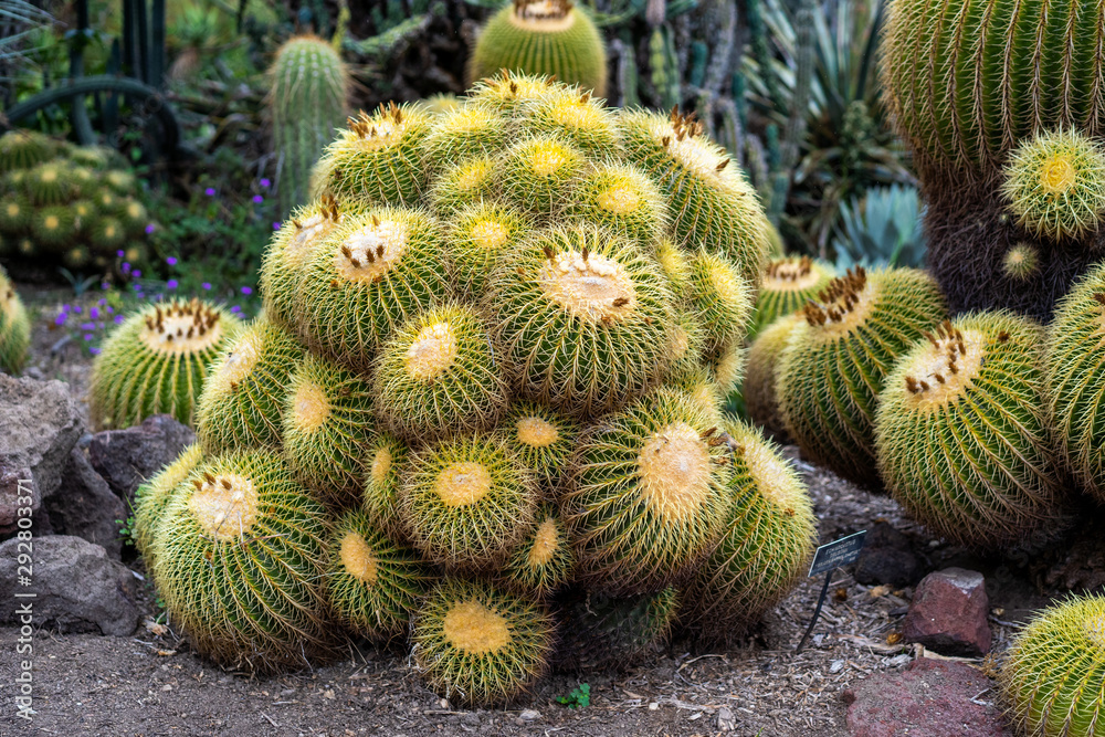 Golden barrel cactus clump of rare cactus