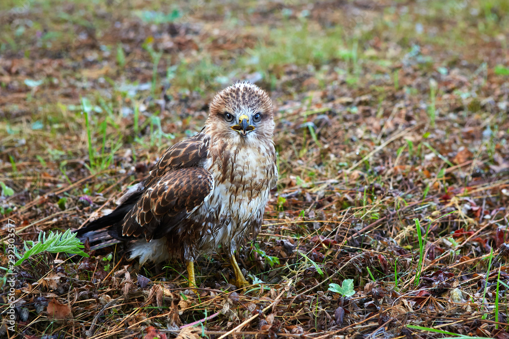 close-up portrait of a bird of prey nestling in its natural habitat,  camouflage protective coloring of the bird merges with the background and  makes the bird invisible. Stock Photo | Adobe Stock