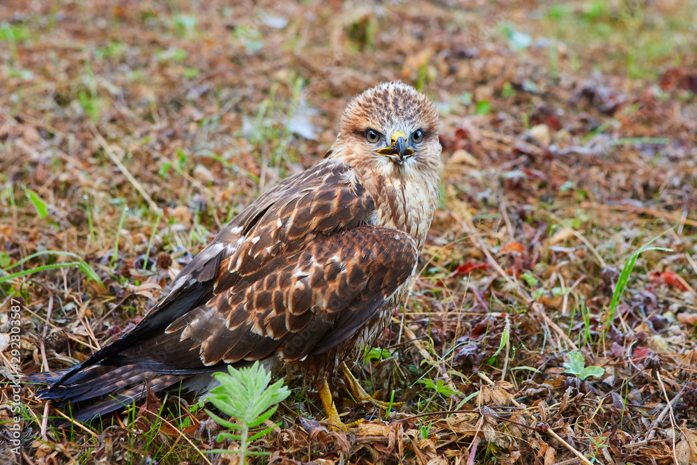 Young chick kite sitting in a meadow and looking into the frame.