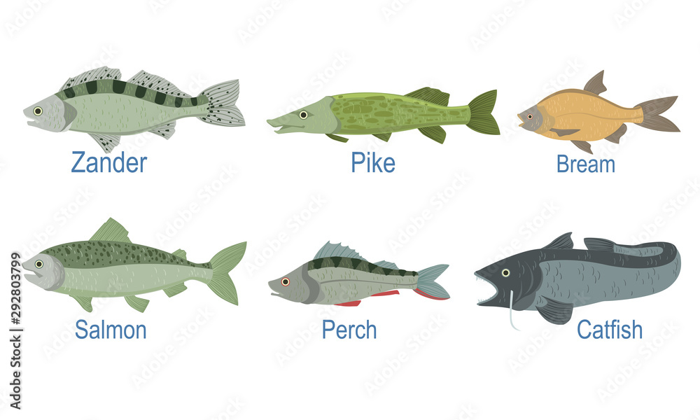Collection of Fish Species with Name Subscription, Zander, Pike, Bream ,  Salmon, Perch, Catfish Vector Illustration Stock Vector