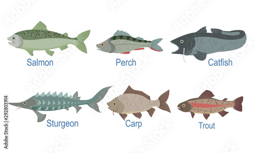 Collection of Fish Species with Name Subscription, Salmon, Perch, Catfish, Sturgeon, Carp, Trout Vector Illustration