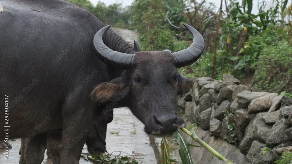 Slow motion of a water Buffalo eating some cane on a rainy day. Slow motion of a water Buffalo eating some cane on a rainy day.