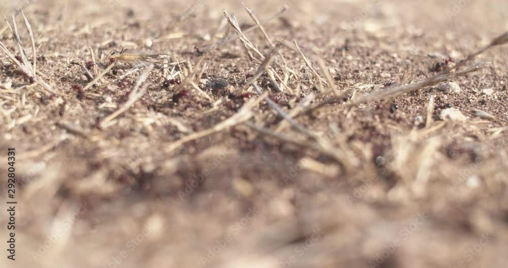 Ants Moving Around, Dry Dirt - Soft Focus Close up Ants Moving Around, Dry Dirt - Soft Focus Close up