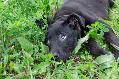 Cute homeless puppy from the dog shelter is lying in the green grass.