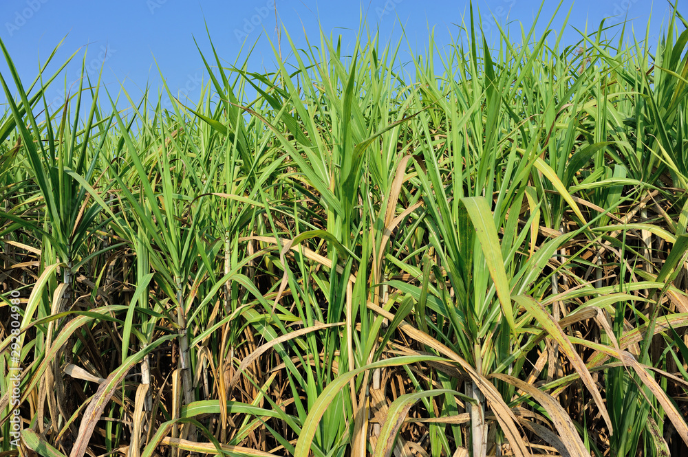Obraz premium Sugarcane plants growing at field