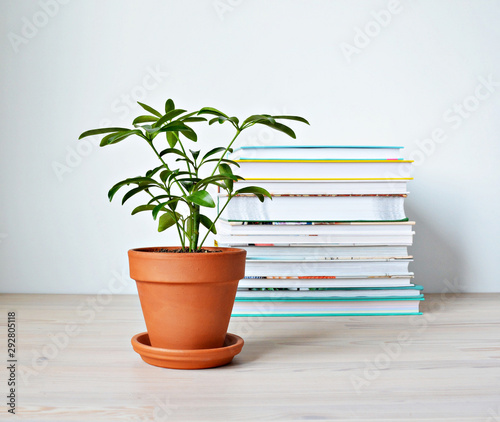 Konstfotografi Schefflera green house plant in terracotta pot and stack of books on wooden desk