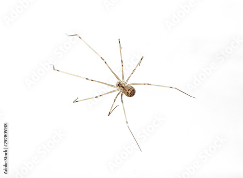 Macro Photo of Brown Spider Isolated on White Background © backiris