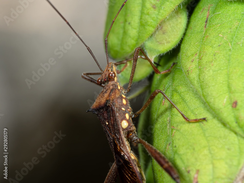 Macro Photo of Assassin Bug on Green Leaf