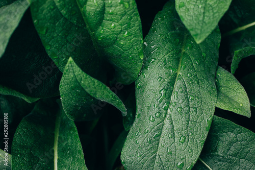 Green leaf with water drops. Green texture abstract background