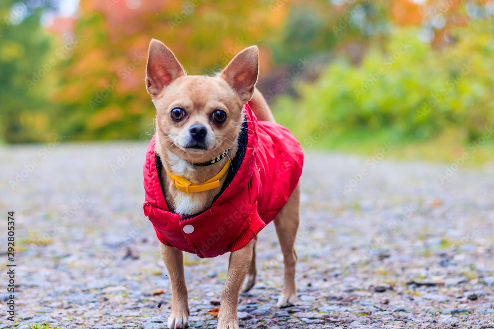 Chihuahua dog on a walk in the park. A small dog. Bright dog. Light color. Home pet.