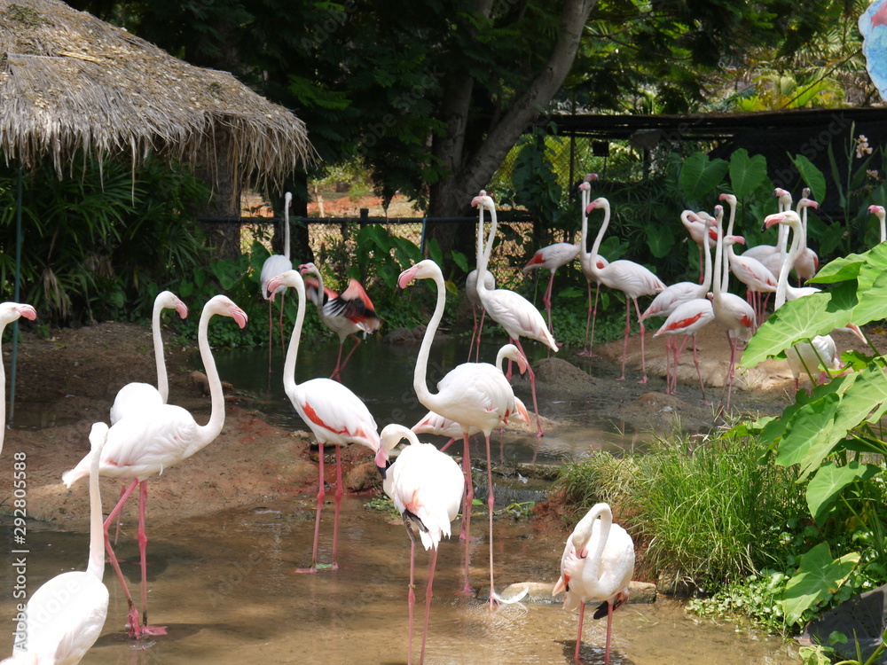 group of flamingos group of flamingos