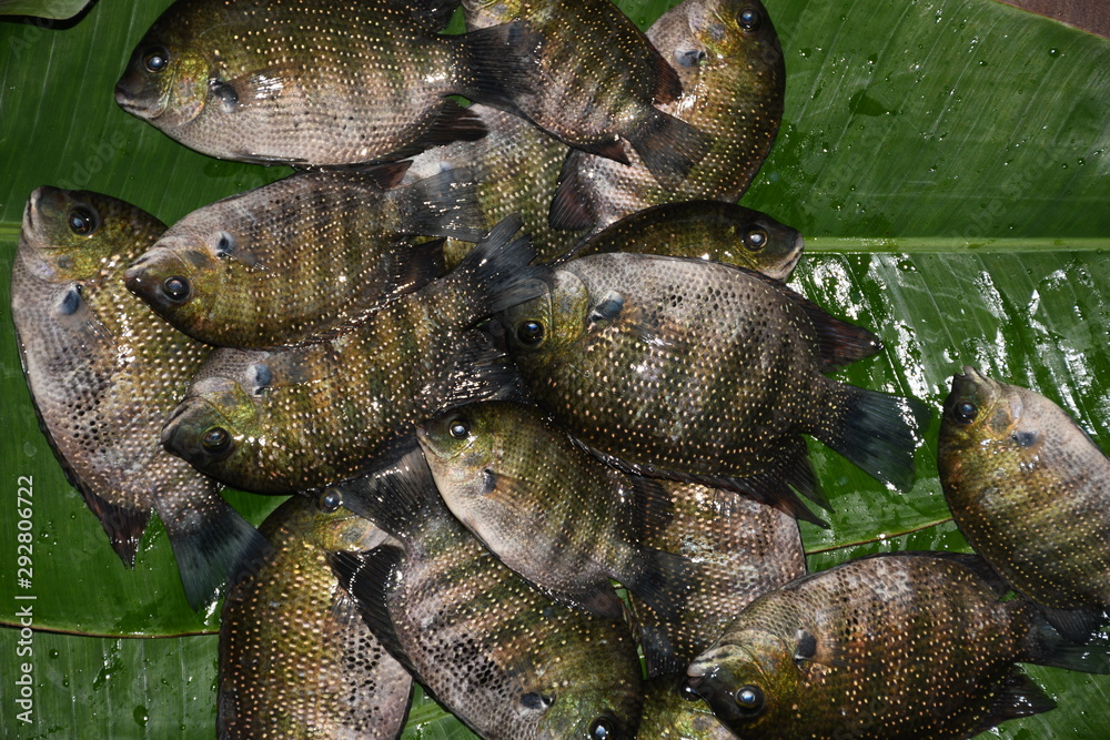Green chromide or pearlsport on banana leaf Green chromide or pearlsport on banana leaf