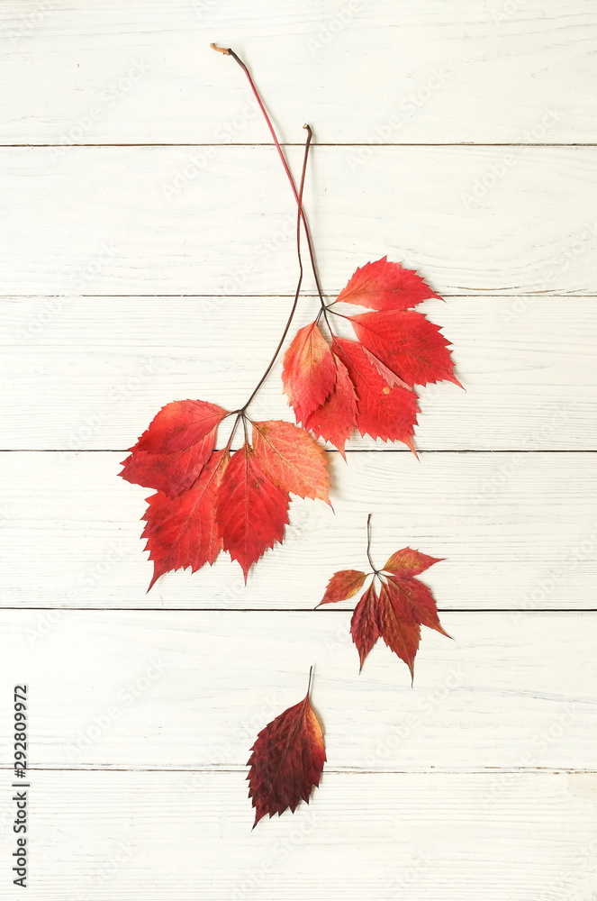 Fototapeta premium Autumn fall background. Pattern made of autumn tree leaves on white wooden background. Minimal concept. Top view. Flat lay. Copy space