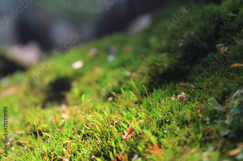 moss with sunshine in the forrest background