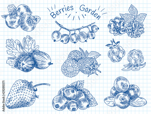 berries garden, blackberries, blackberry, boysenberry, currants, dewberry,  gooseberries, mulberry, raspberry, strawberry, mountain ash, blueberry, cloud berry