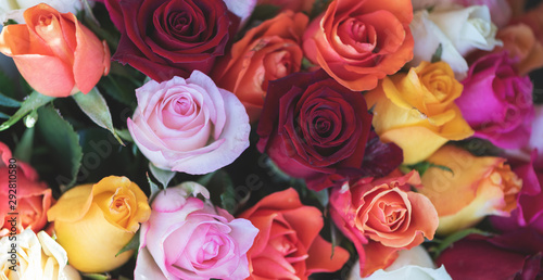Hintergrund: verschiedenfarbige Rosenblüten © Sonja Birkelbach