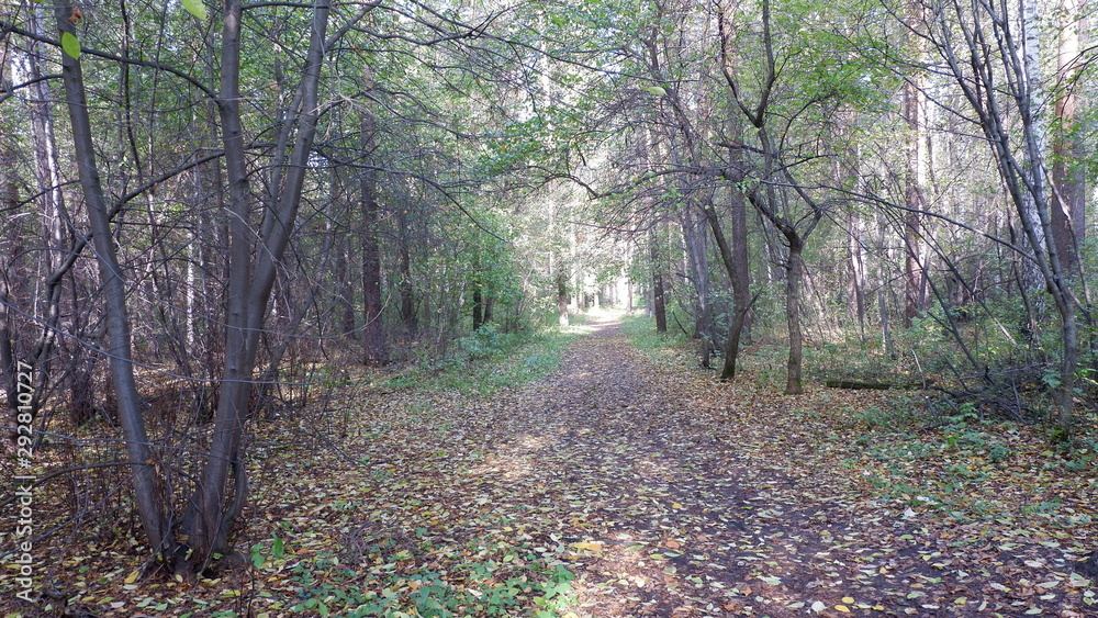 Obraz premium path in the forest