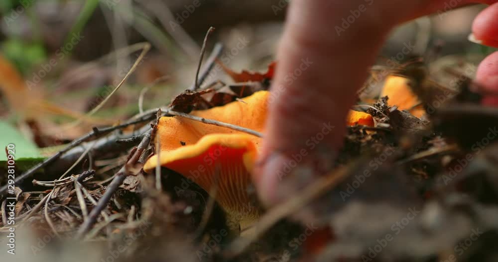 Female hand cleans a chanterelle mushroom. Mushrooms in the forest. Natural vegetarian food ingredient from woodland. Wild foraged mushroom Organic farming concept of ecological no GMO natural food. Female hand cleans a chanterelle mushroom. Mushrooms in the forest. Natural vegetarian food ingredient from woodland. Wild foraged mushroom Organic farming concept of ecological no GMO natural food.