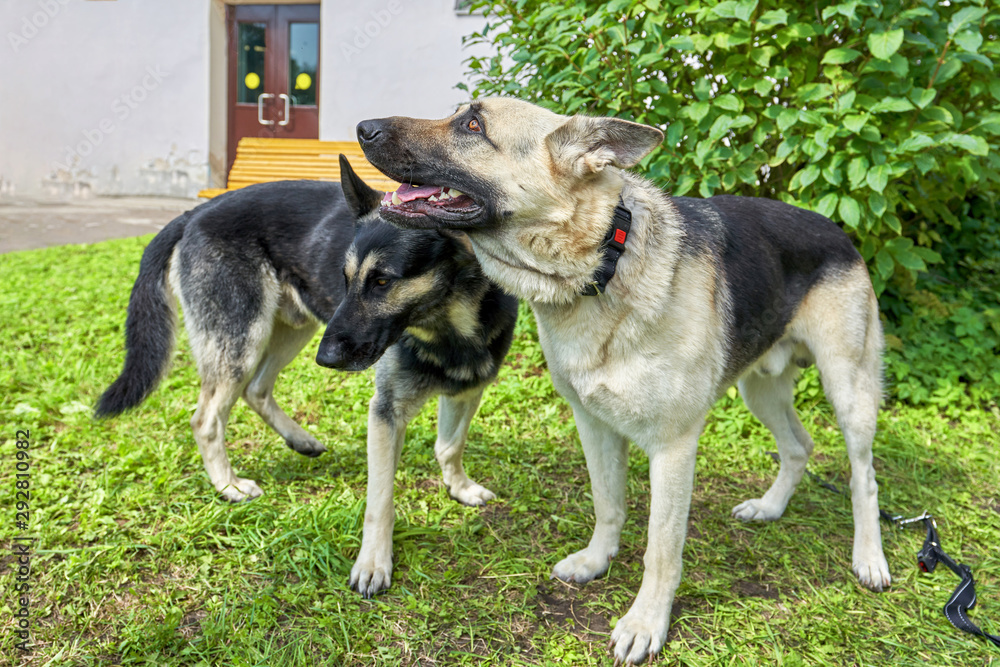 Two dogs of the East European Shepherd breed walk in the park