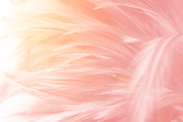 Beautiful soft pink color trends feather pattern texture background with orange light flare