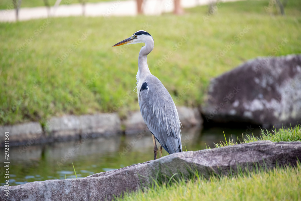 Fototapeta premium Egrets in the park