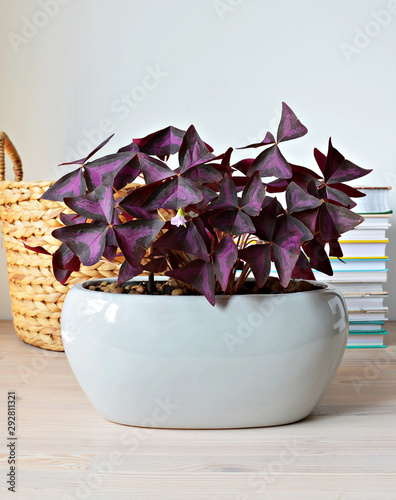 Purple oxalis triangularis house plant in grey ceramic pot, pile of books and wicker basket on wooden table