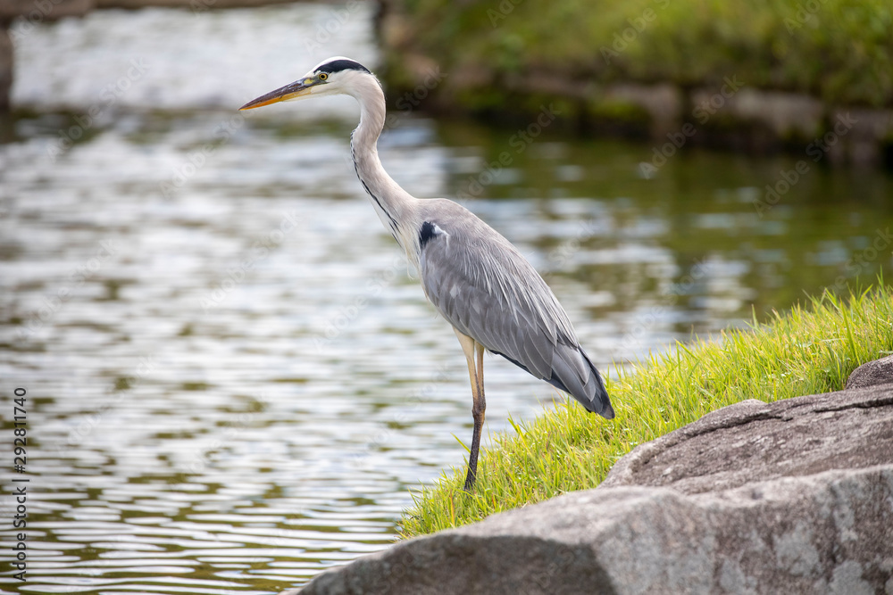 Fototapeta premium Egrets in the park