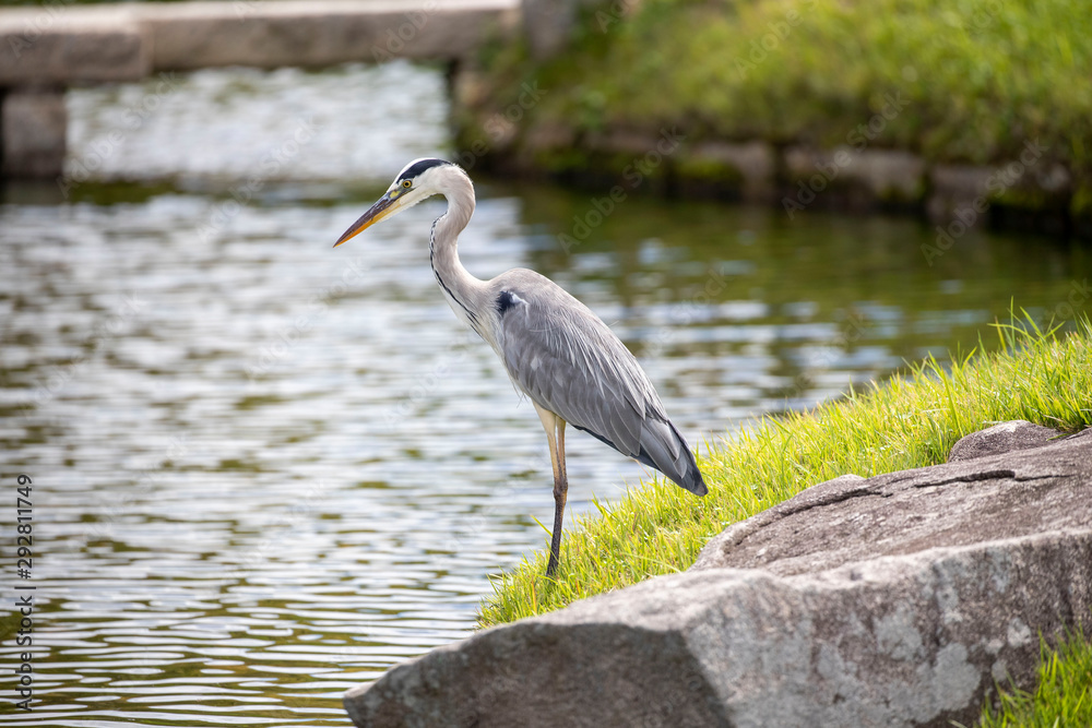 Fototapeta premium Egrets in the park