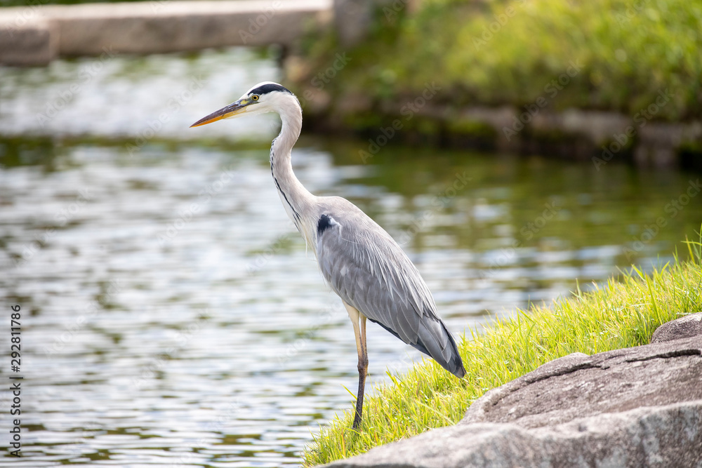 Fototapeta premium Egrets in the park
