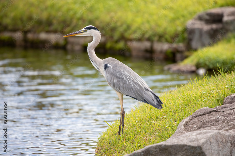 Fototapeta premium Egrets in the park