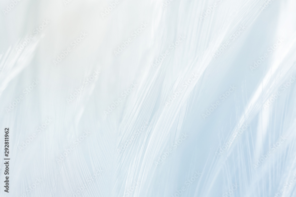 Obraz premium Beautiful white,light blue feather pattern texture background