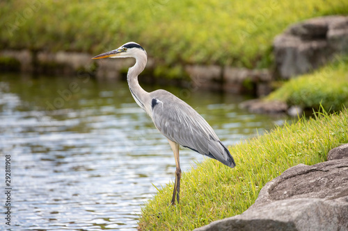 Egrets in the park