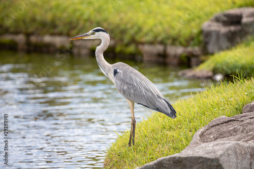 Egrets in the park