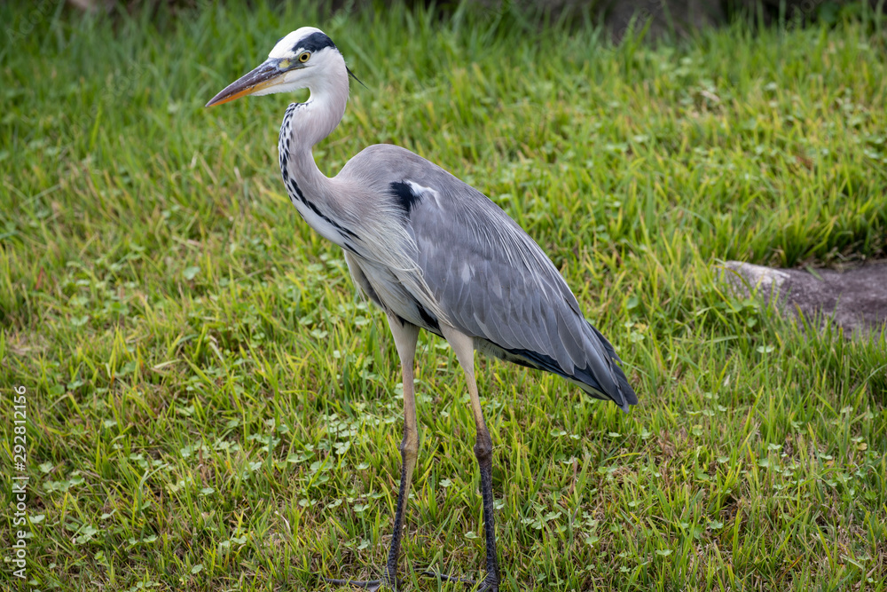 Fototapeta premium Egrets in the park