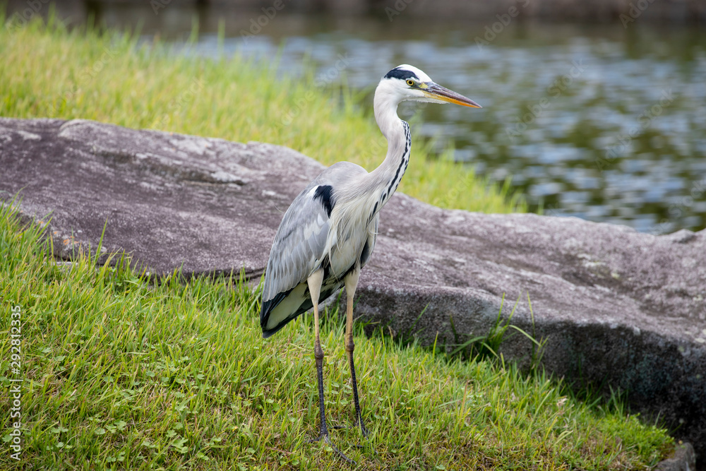 Fototapeta premium Egrets in the park